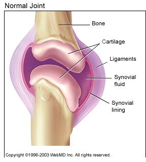 arthritis_basics_normal_joint